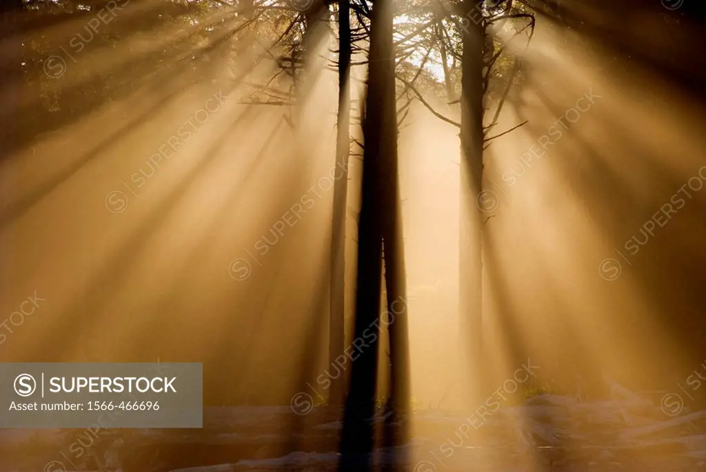 Coastal fog with sun rays at Ruby Beach, Olympic National Park, Washington, USA