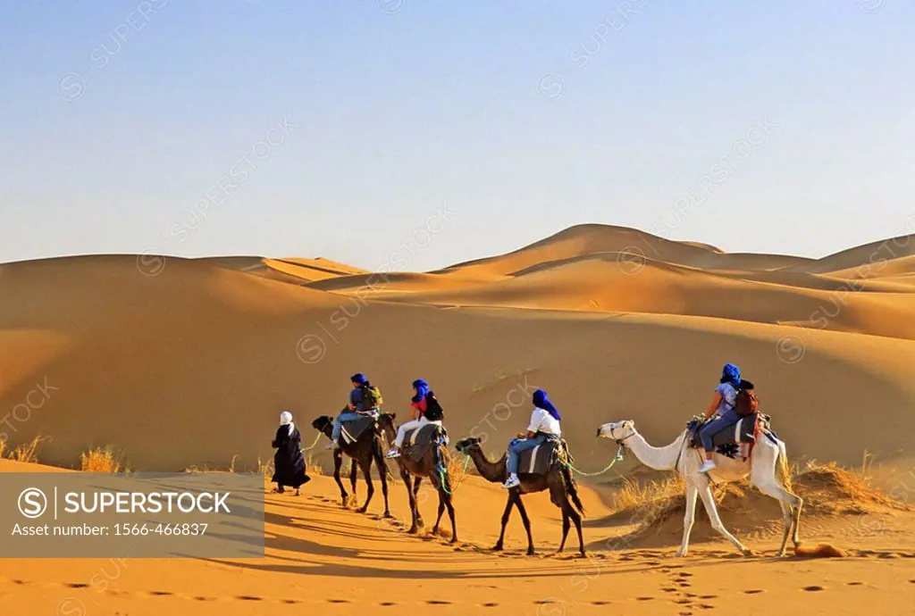 Morocco, near Merzouga, Erg Chebbi (Sahara sand dunes). Camels, guide and tourists on a desert safari