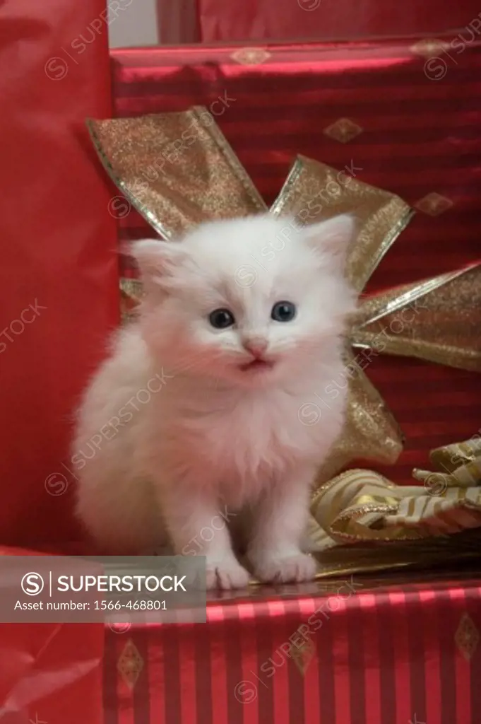 Single 6 week old long haired white kitten with christmas presents