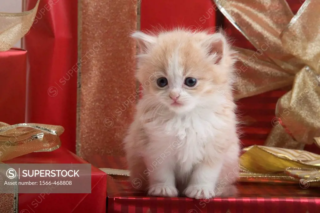 Single 6 Week Old Long Haired Ginger Kitten With Christmas Presents