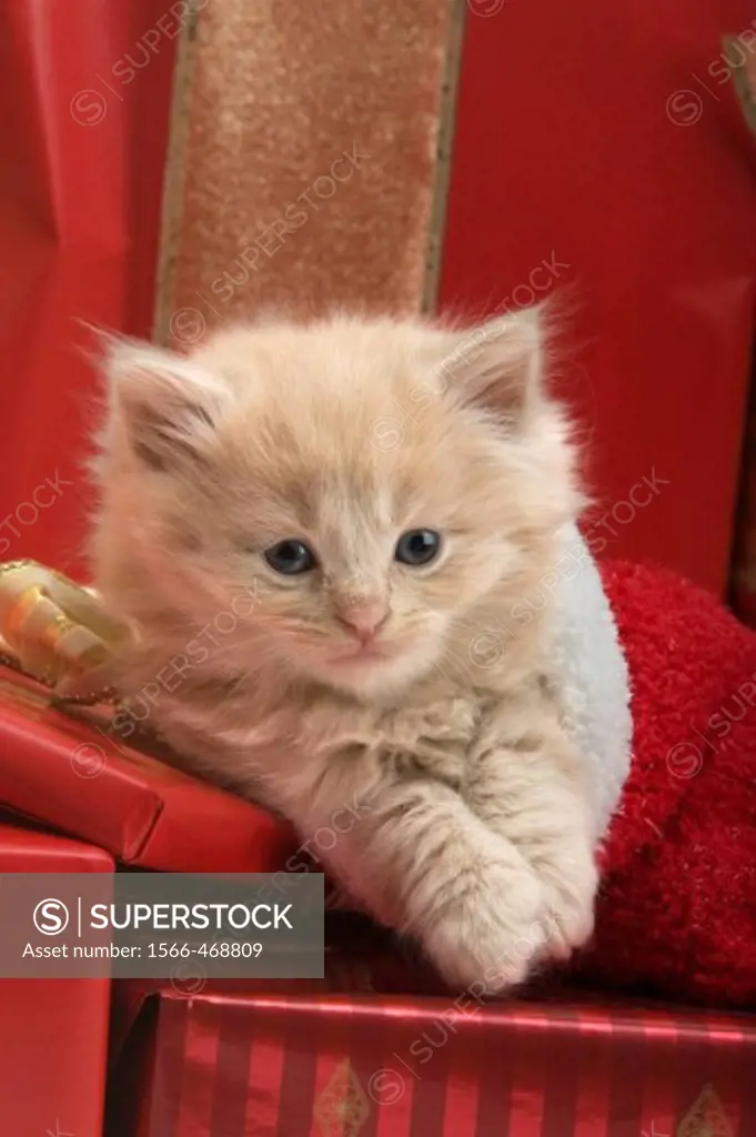 Single 6 week old long haired ginger kitten in stocking with christmas presents