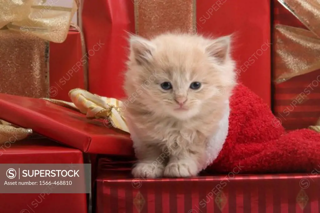 Single 6 week old long haired ginger kitten in stocking with christmas presents