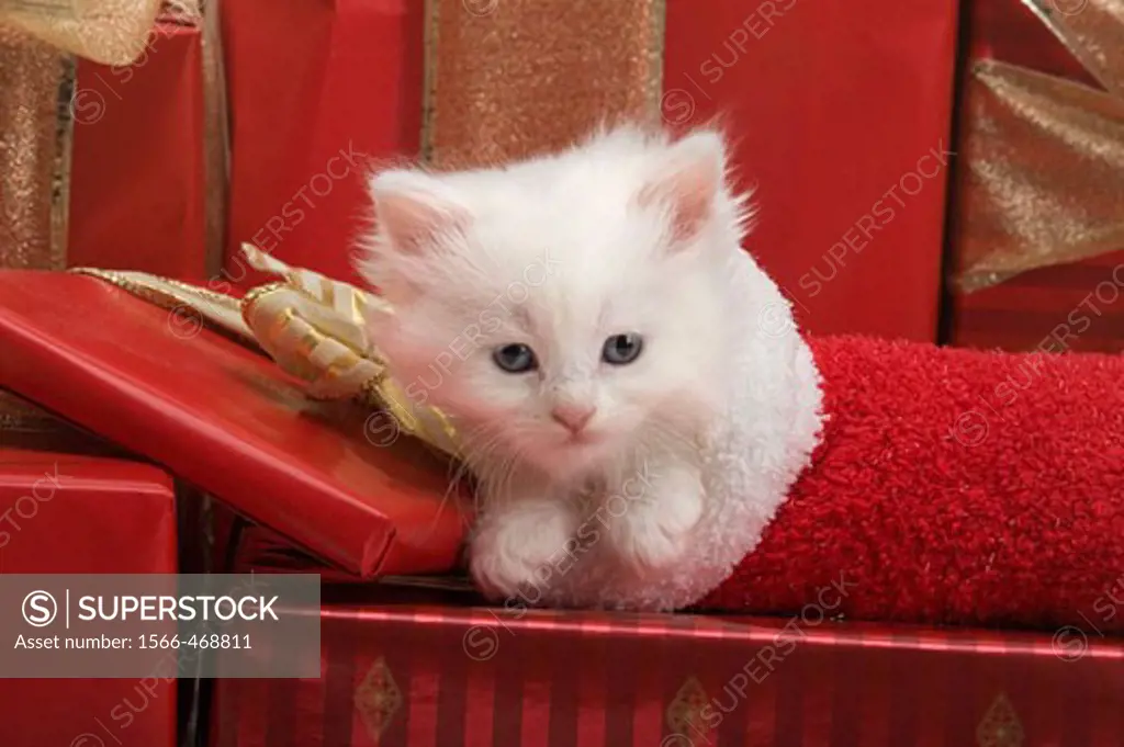 Single 6 week old long haired white kitten in stocking with christmas presents