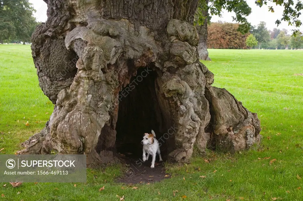 Ancient Oak in Blenhiem Park Oxfordshire