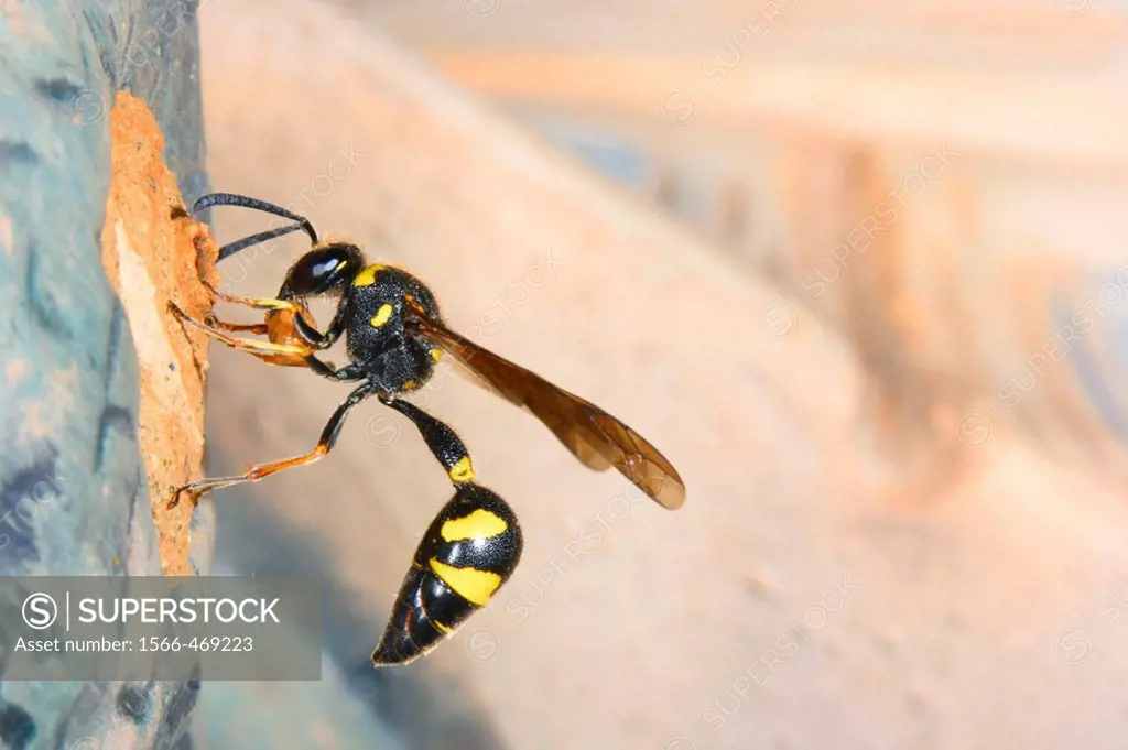 Wasp (Eumenes coarctatus) building its nest with mud