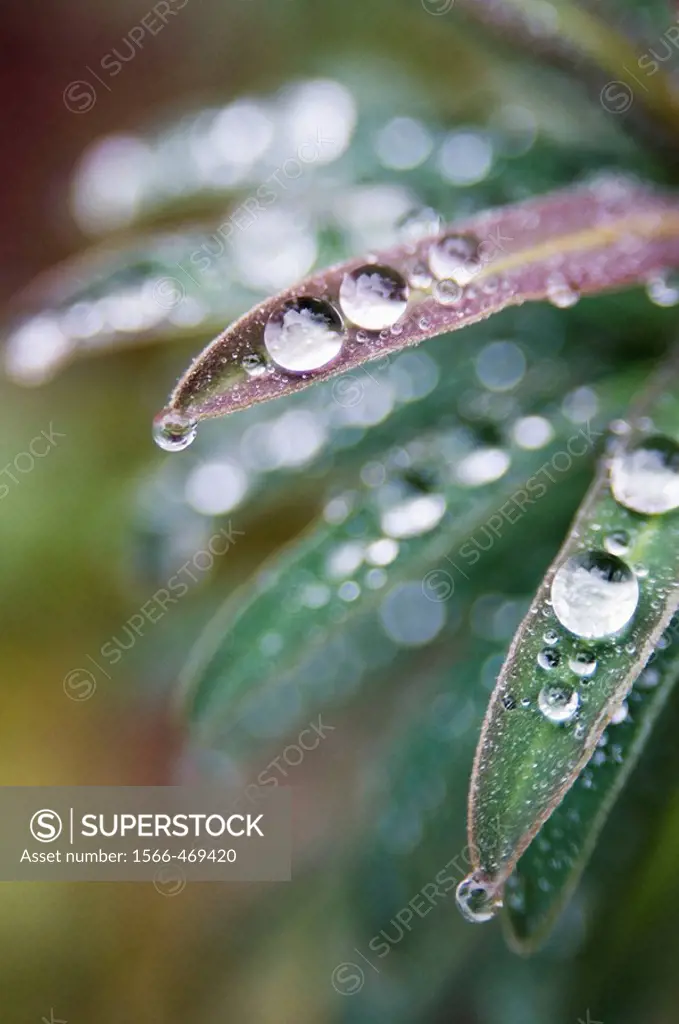 Canada, BC, Ladner  Waterdrops on euphorbia plant in residential garden