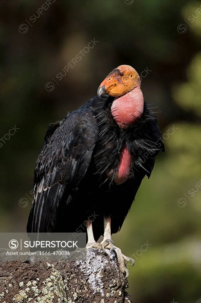 California Condor-Gymnogyps californianus-Utah-Endangered species-first reintroduced to Arizona in 1996 -Now breeding in the wild in the Grand Canyon-...