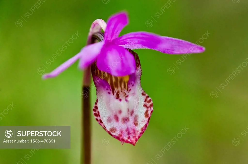 Calypso orchid/fairy slipper Calypso bulbosa,  on floor of Garry Oak Ecosystem