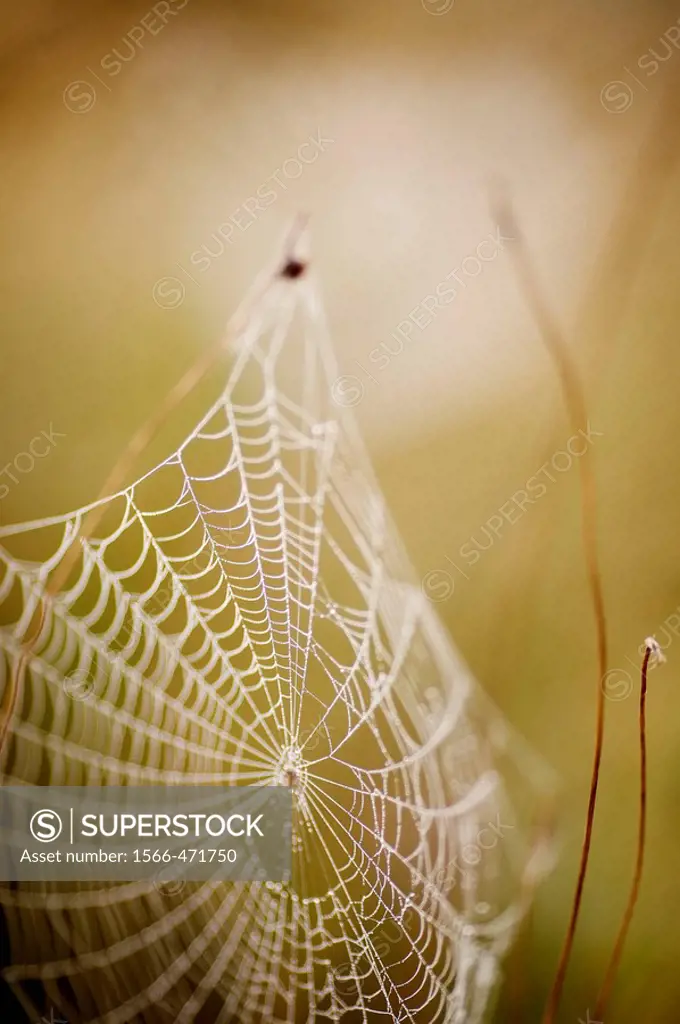 spiderweb in Natural Park of Lagunas de la Mata y Torrevieja, Torrevieja, Alicante, Comunidad Valenciana, Spain, Europe
