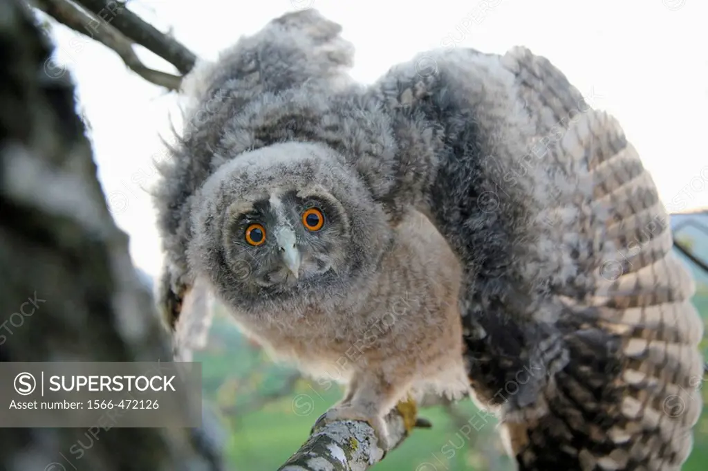 Long-eared Owl, (Asio otus) Buho chico