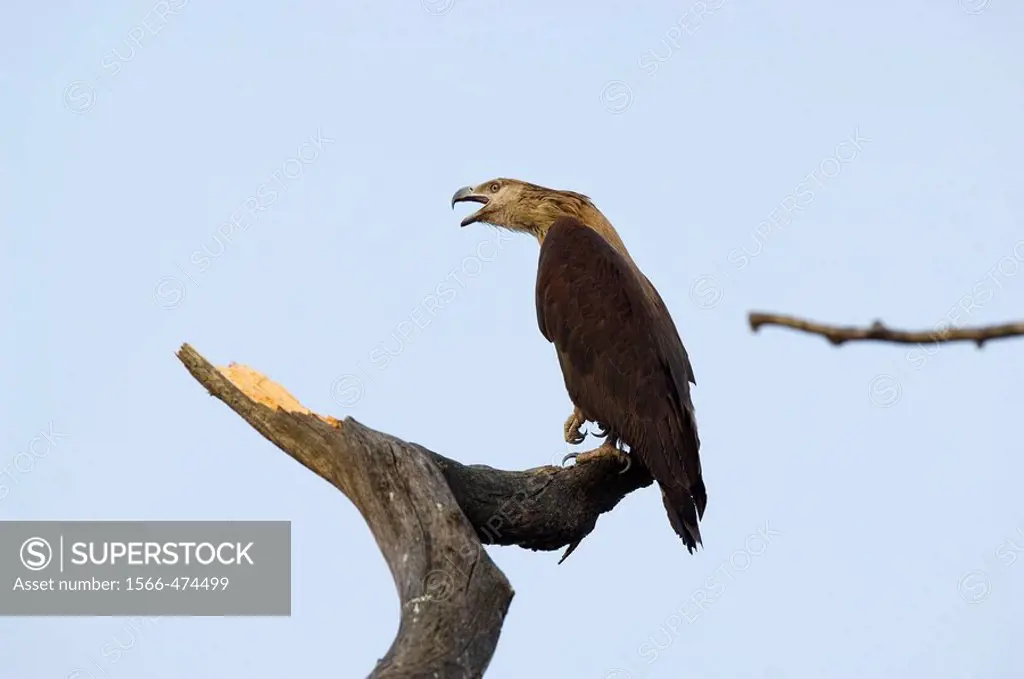 Pallas´s Fish-eagle (Haliaeetus leucoryphus), Assam, India