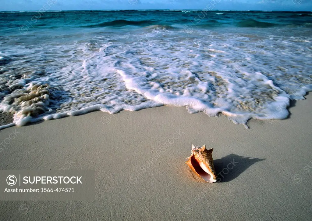 conch shell on a beach