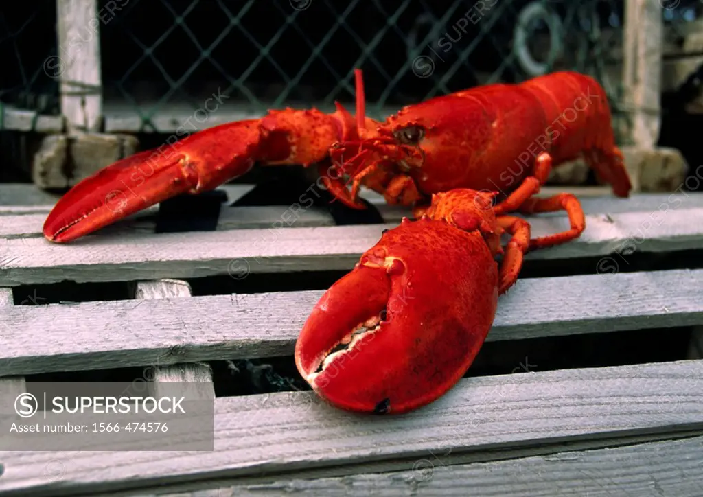 American lobster, Homarus americanus, on top of a lobster trap in Rustico, Prince Edward Island, Canada
