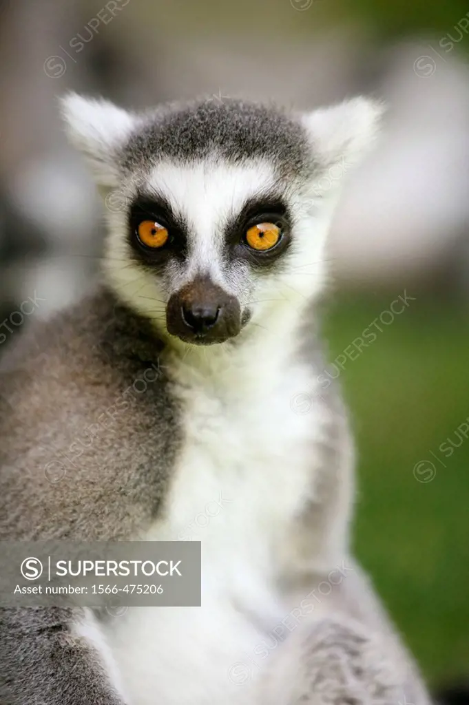 Madagascar Ring Tailed Lemur portrait