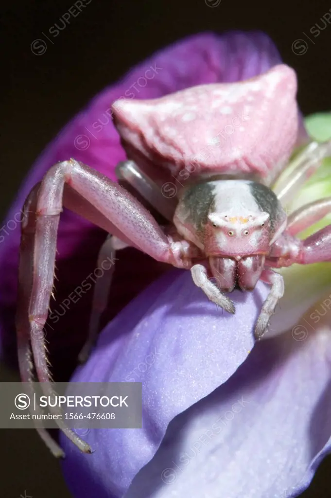 Crab spider on flower. Cabo de Gata-Nijar Biosphere Reserve, Almeria province, Andalucia, Spain