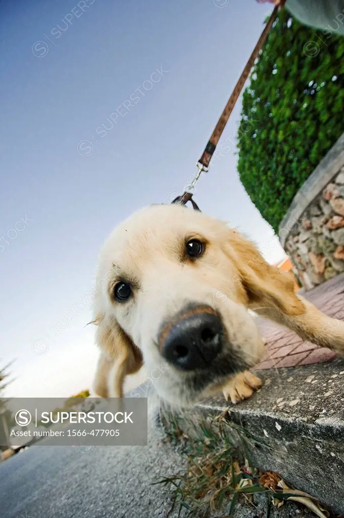 joven perro golden labrador estirando de la correa