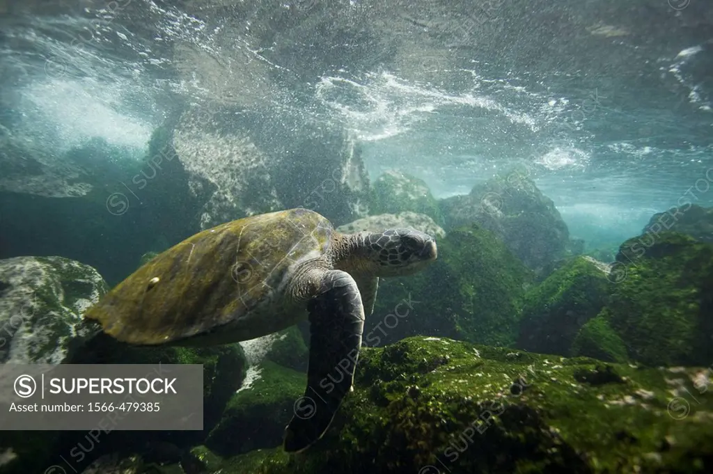 Adult green sea turtle Chelonia mydas agassizii underwater off the west side of Isabela Island in the waters surrounding the Galapagos Island Archipel...