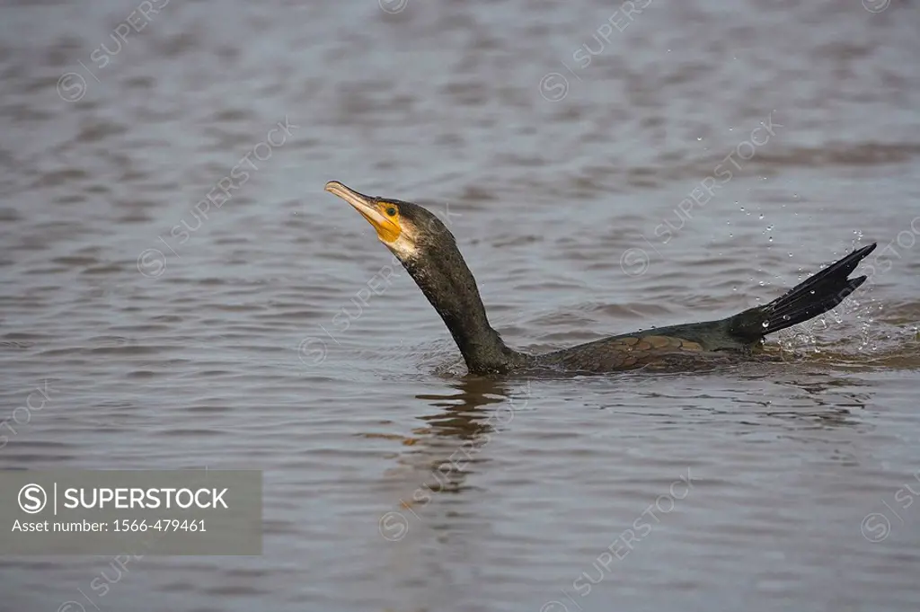 Cormorant Male Phalacrocorax carbo fishing