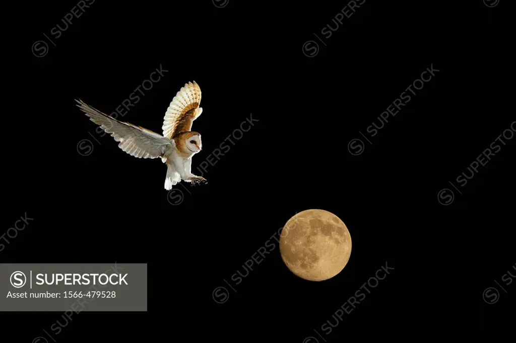 Barn Owl and full Moon Norfolk December