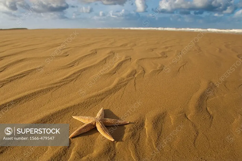 Starfish Asterias rubens on the Tideline Holkham Beach Norfolk UK