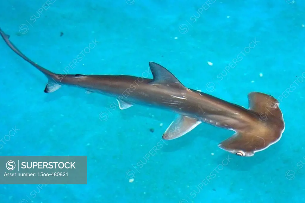 Scalloped hammerhead shark pup, Sphyrna lewini, kept for research, Hawaii Institute of Marine Biology, Kaneohe, Hawaii