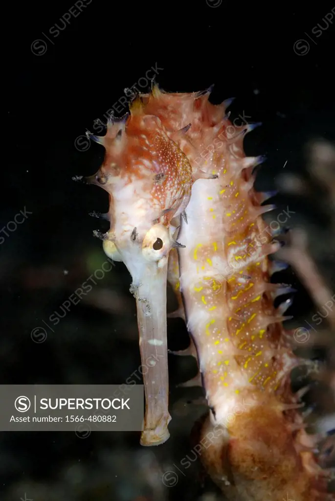 Thorny seahorse (Hippocampus histrix).  Lembeh Strait, Celebes Sea, North Sulawesi, Indonesia.