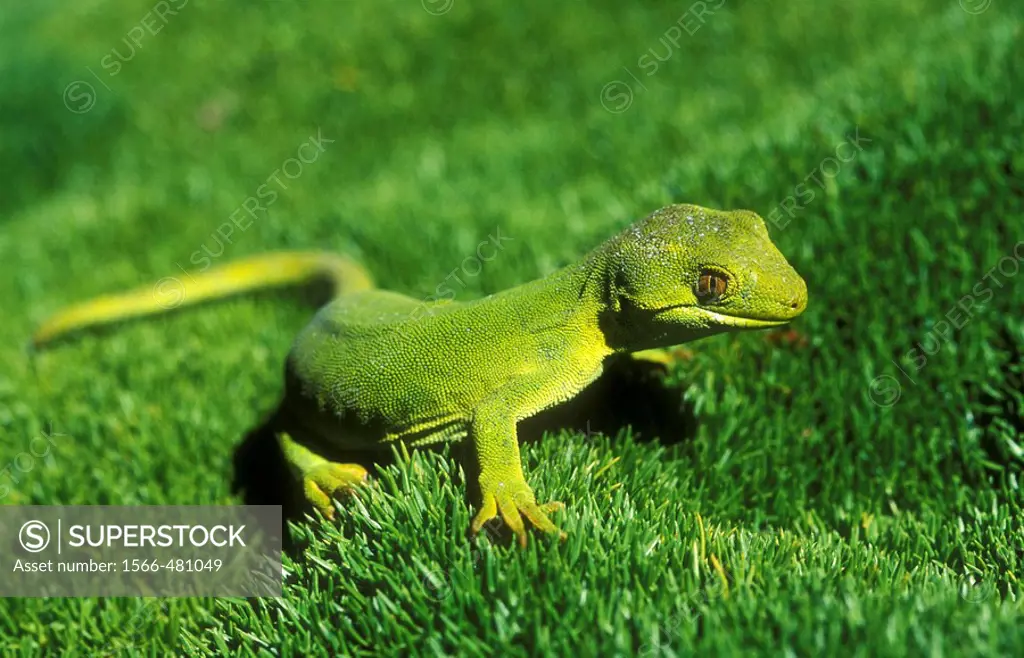 Common green gecko Naultinus elegans New Zealand