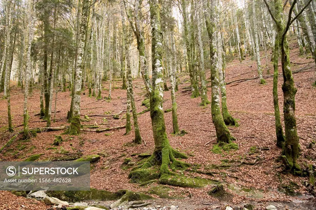Beech trees. Irati Forest. Navarra. Spain