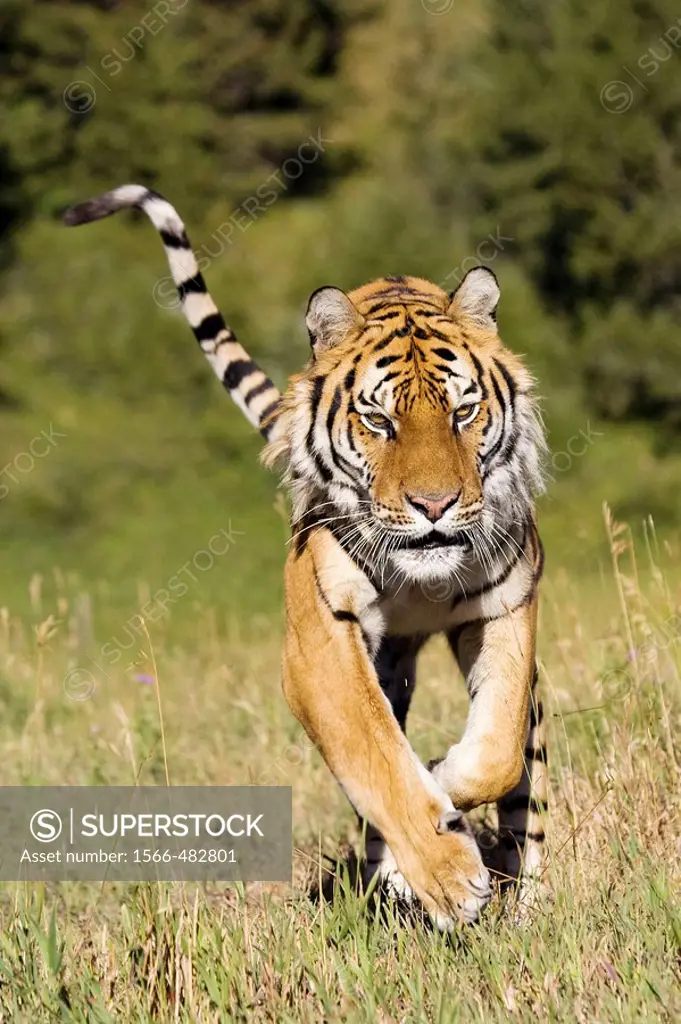 Tiger on the run
