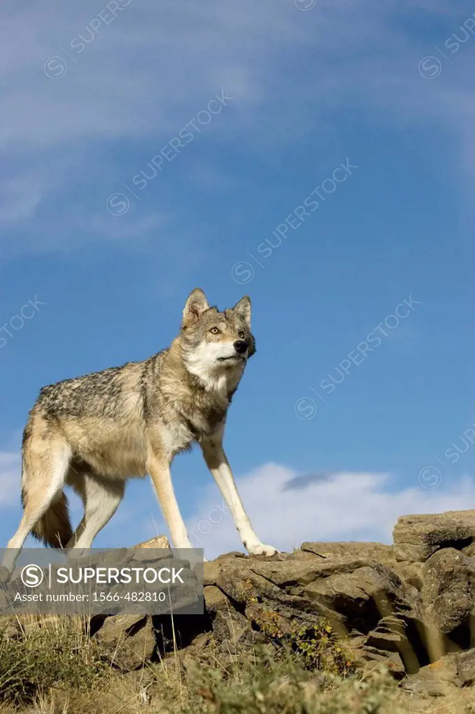 Male Wolf stands atop a rocky ledge for vantage