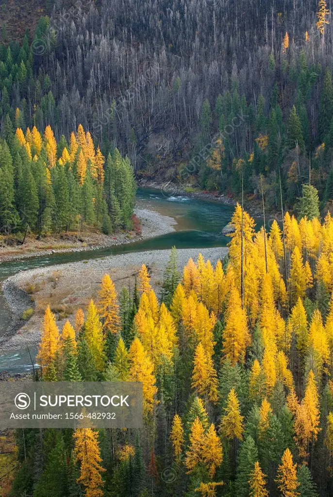 Forests of Western Larch Larix occidentalis and the North Fork Flathead River, Flathead National Forest Montana USA