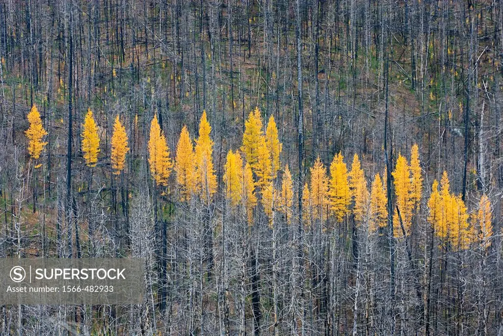 Western Larch Larix occidentalis displaying their golden needles in autumn among a partially burned forest, Flathead National Forest Montana USA