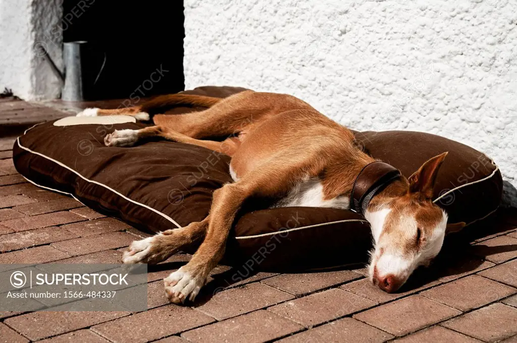 Dog resting to the door of the house of its masters