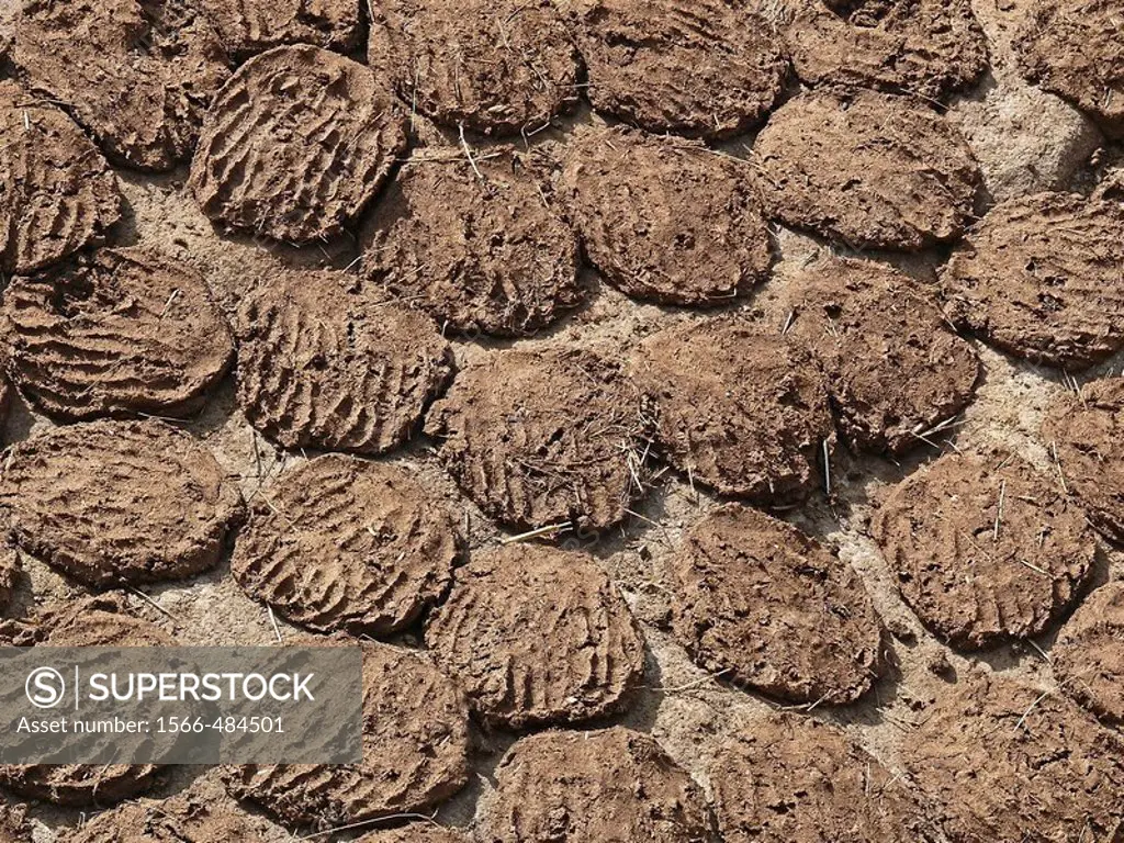 Dried cow dung cakes,Piles of cow pates stacked for used as fuel in rural India Vadgaon budruk, Pune, Maharashtra, India