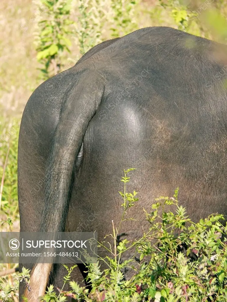 Close-up of Buttock and tail of a buffalo Sinhanghad, Pune, Maharashtra, India
