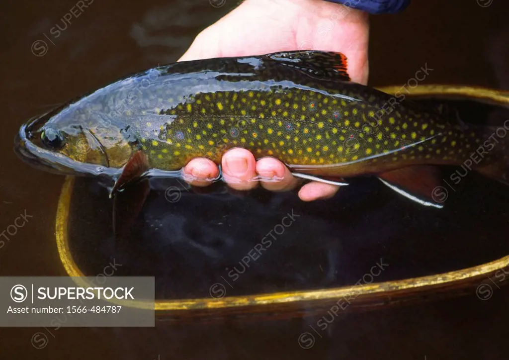 releasing a caught brook trout back into the water
