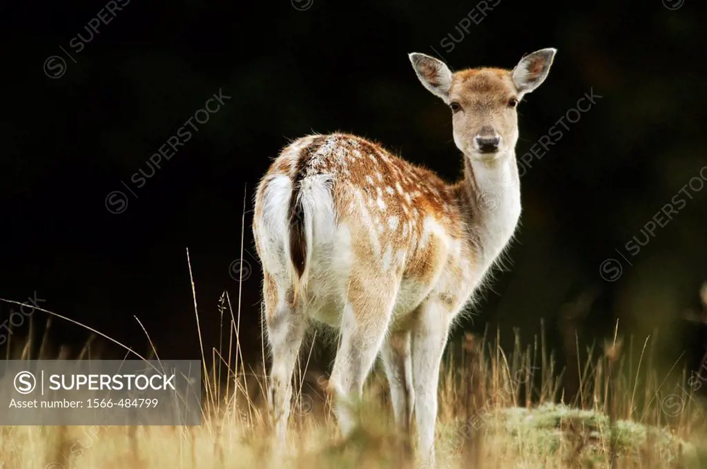 Fallow deer Dama dama doe, Bradgate, Leicestershire, England, UK