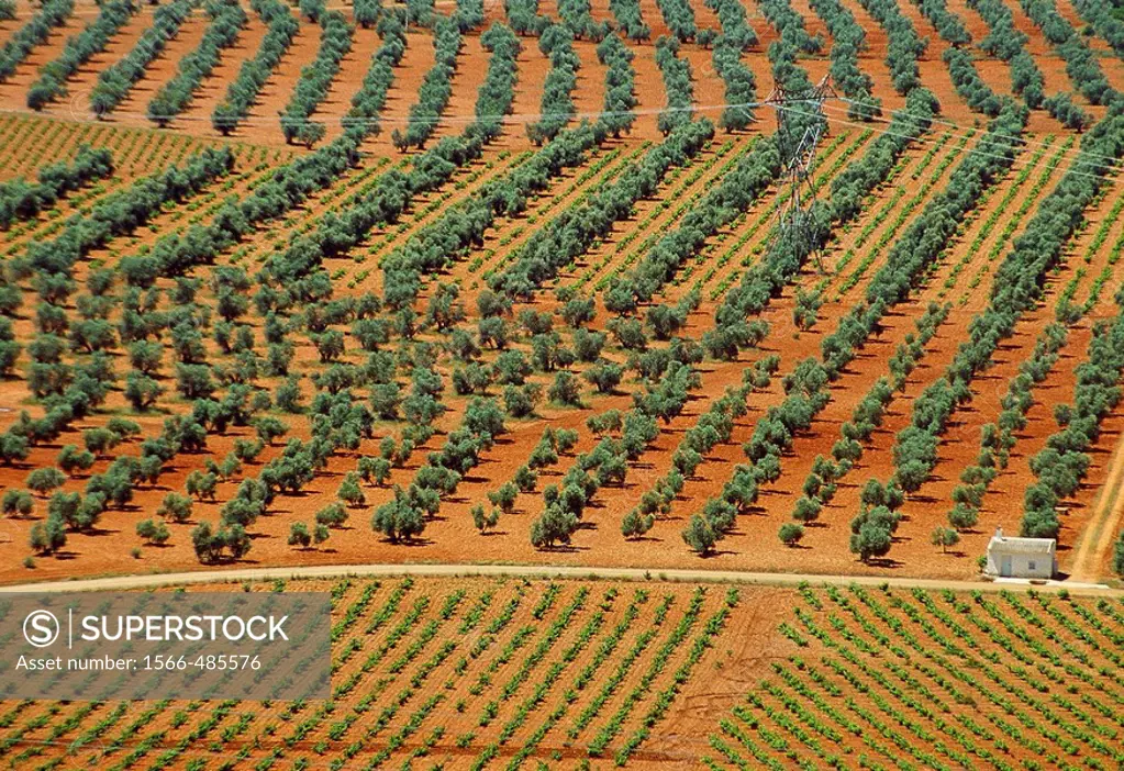 Vineyard field and olive grove, aerial view. Puerto Lápice, Ciudad Real province, Castilla La Mancha, Spain.
