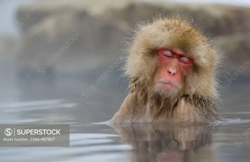 Sleepy Japanese Macaque Macaca fuscata, inside the thermal springs, Jigokudani Yaen-Koen, Nagano Prefecture Japan