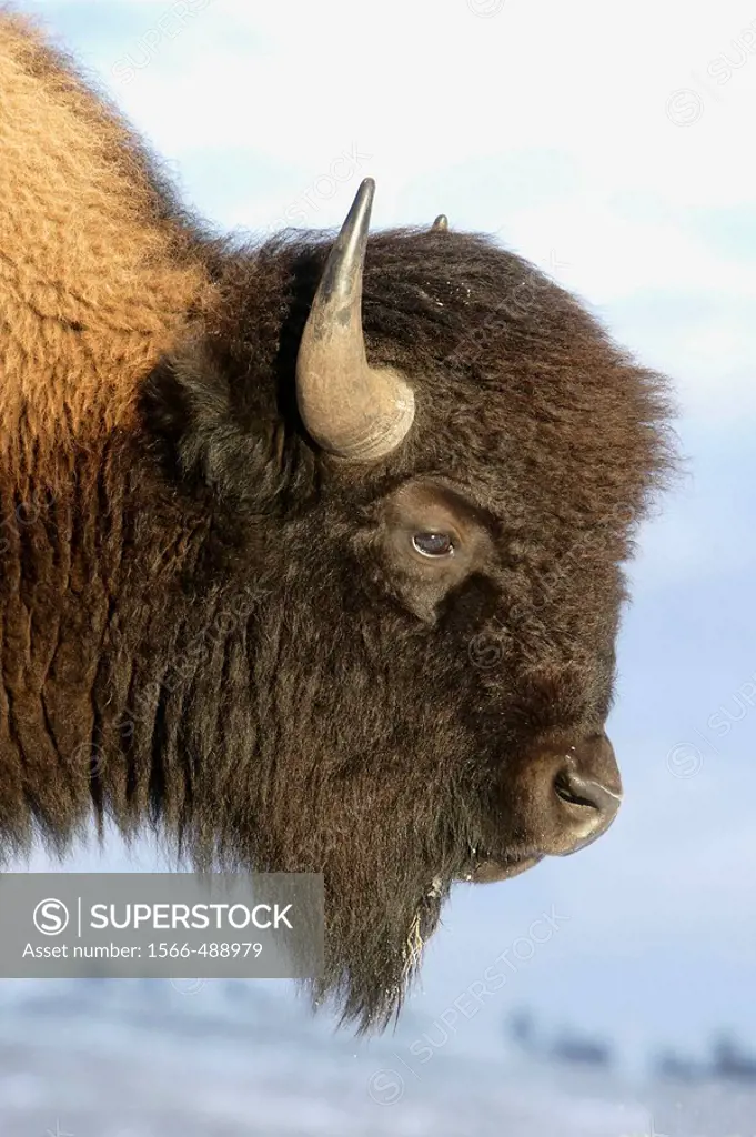 A profile portrait of an American Bison, also known as buffalo