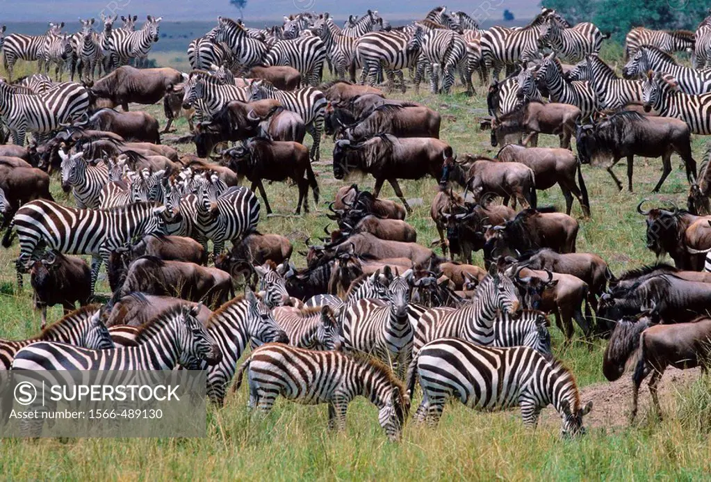 Herds of Gazelle, Zebra, Wildebeest