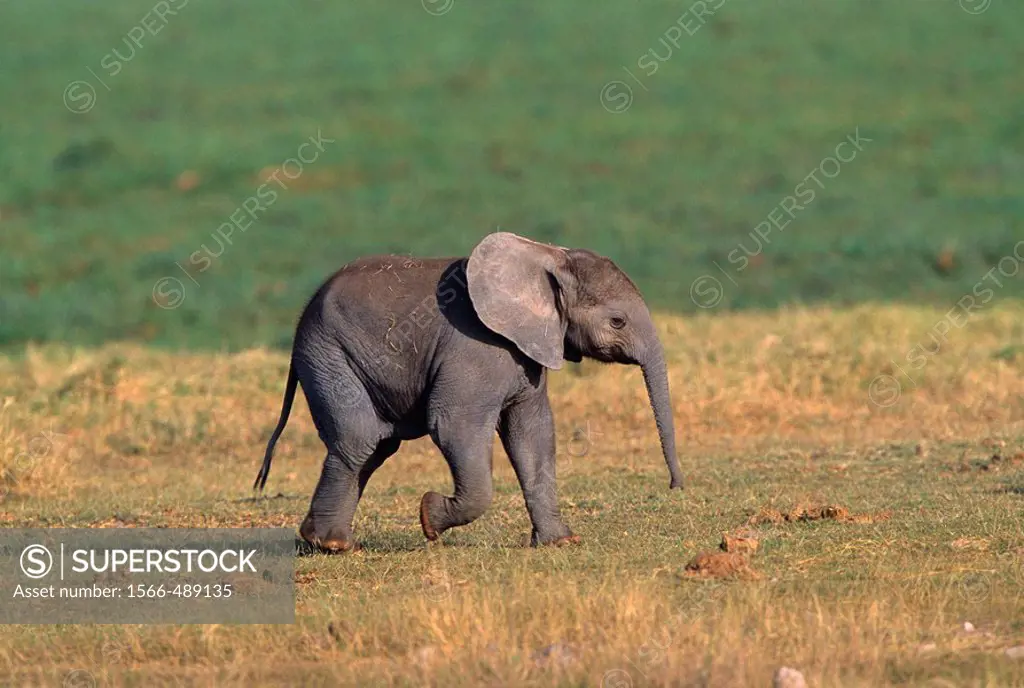 Baby African Elephant, Loxodonta Africana,
