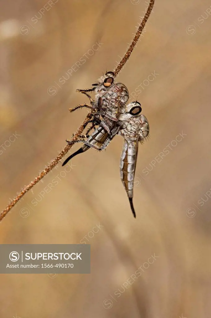Robber fly (prob. Efferia spp.) feeding on robber fly. Family Asilidae. Arizona, USA. A widely distributed group of predatory flies which largely inha...