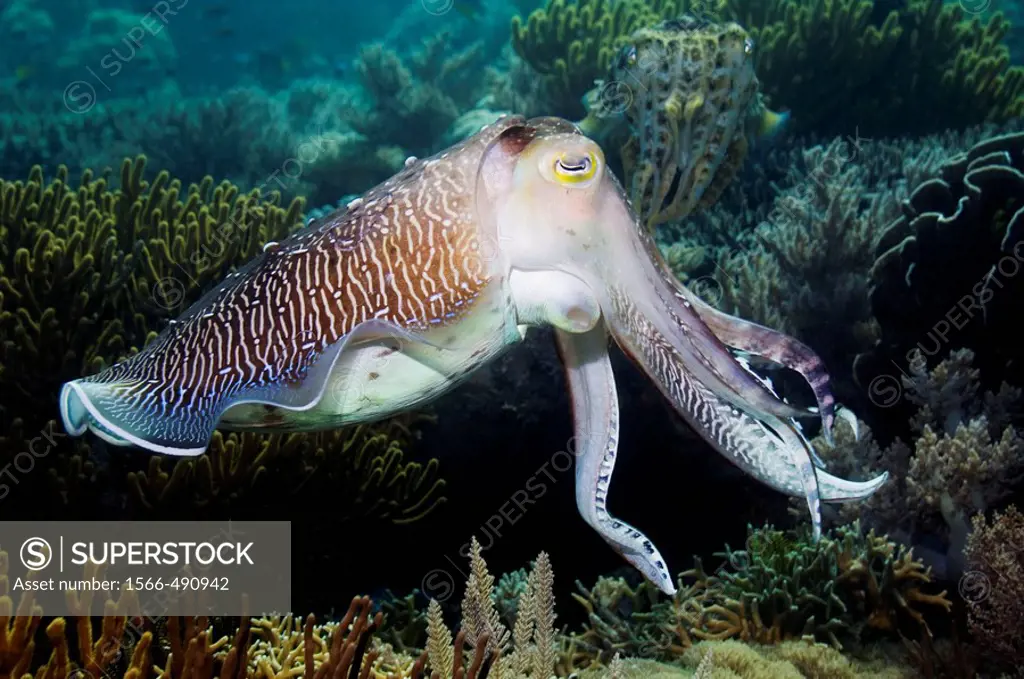 Broadclub cuttlefish (Sepia latimanus) breeding male posturing to another male. Female in background. Komodo, Indonesia.