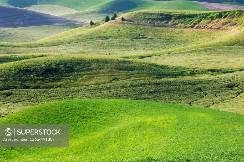 Green Wheatfields in spring near Colfax at the Palouse Region The verdant Palouse stretches across more than 2 million acres in eastern Washington and...