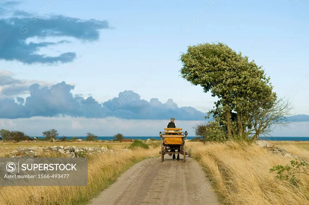 Man driving a horsecart on a country road.