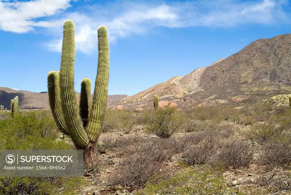 Candelabra cactus, Los Cardones National Park, Calchaqui valley, Argentina North West