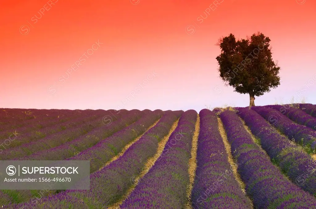 France, Provence-Alpes-Côte d´Azur, Alpes-de-Haute-Provence, Valensole, Lavender Fields