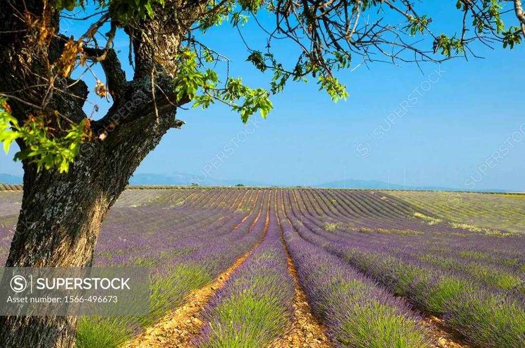 France Provence-Alpes-Côte d´Azur, Alpes-de-Haute-Provence Valensole Lavendar Fields