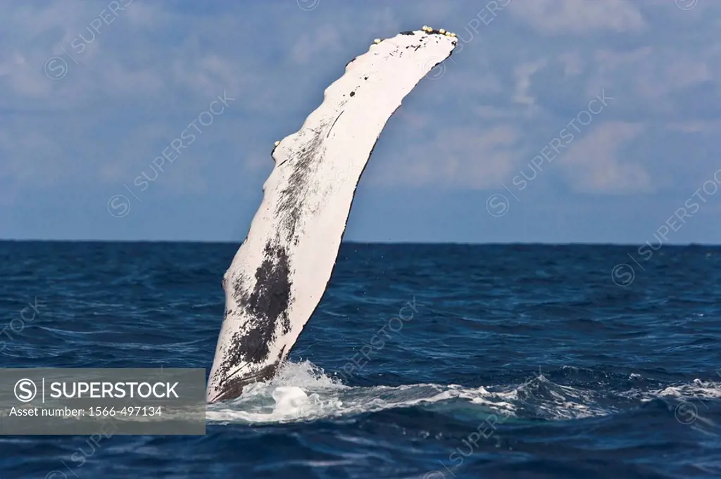 Humpback Whale (Megaptera novaeangliae), Silver Bank Sanctuary for sea mammals, Dominican Republic